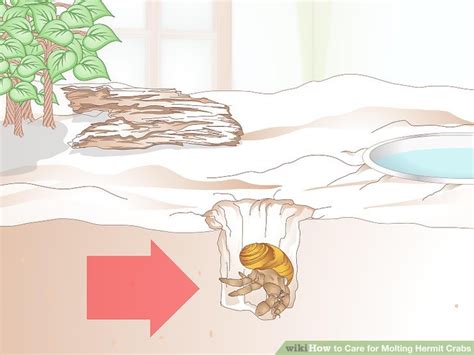 How to Care for Molting Hermit Crabs (with Pictures) - wikiHow