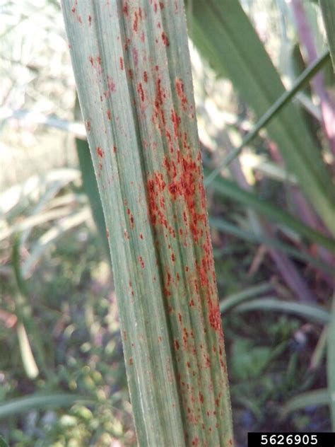 Brown Rust Puccinia Melanocephala