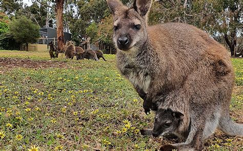 things-to-do-on-kangaroo-island-experiences-animals - Kangaroo Island ...