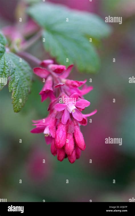 Closeup Of Red Ribes Sanguineum Flowering Currant Flowers It Is