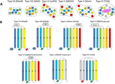 A Schematic Representation Of The Tm Helix Packing At The Dimer