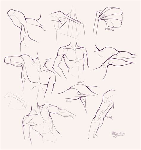 How To Draw Shoulders And Arms