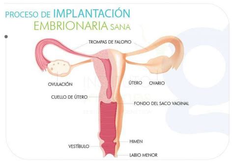 La Microbiota Puede Afectar Tu Fertilidad Blog Ingenes