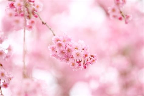 🔥 40 Pink Spring Flower Wallpapers Wallpapersafari