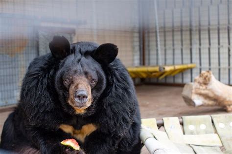 Obese Bear Finally Rescued after Decades in Small Cement Cage