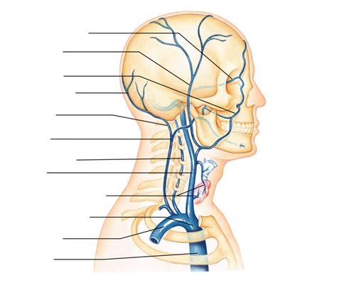 Blood Vessel Diagram Diagram Quizlet