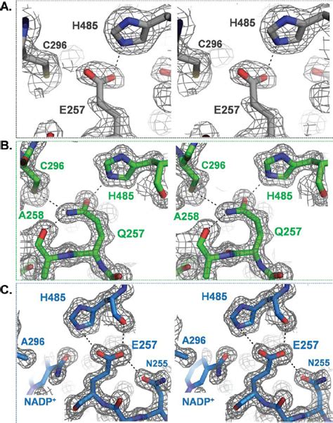 A Structural Consequence Of E Q And C A Mutations Sigma A