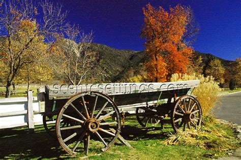 buckboard  autumn scenic settings