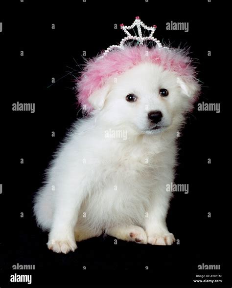 American Eskimo Puppy Stock Photo Alamy