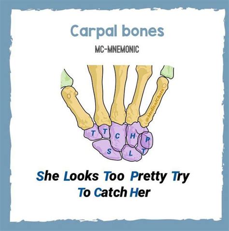 Wrist Bones Mnemonic