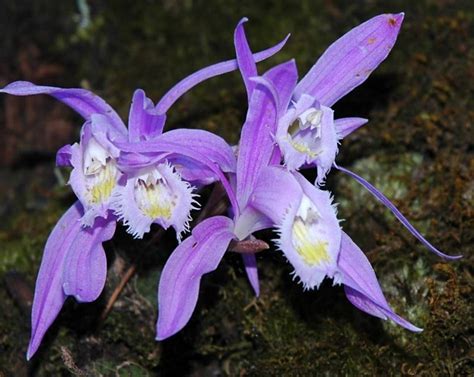 The Land Of Orchids Sikkim