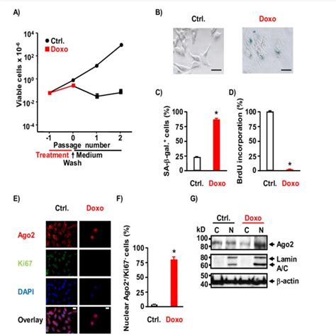 Overview Of Mirna Function And Its Regulation A Mature Mirnas