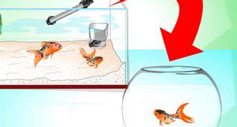 How To Breed Goldfish Steps With Pictures Wikihow