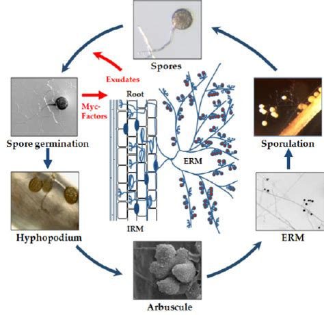 Life Cycle Of An Am Fungus And The Different Steps During Am