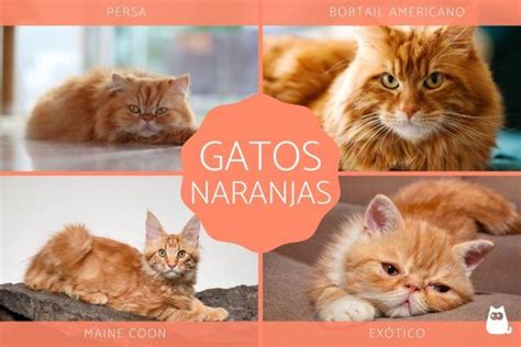 Razas De Gatos Naranjas Con Fotos