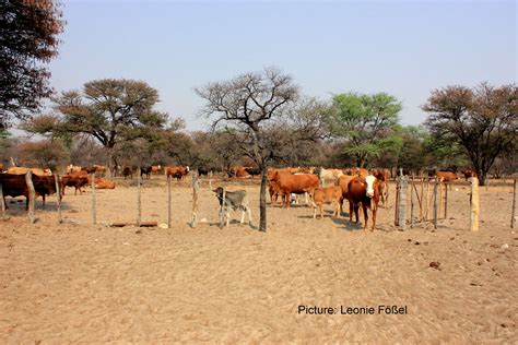 5000 Hectares For 300 Cows Commercial Farming In Namibia Global