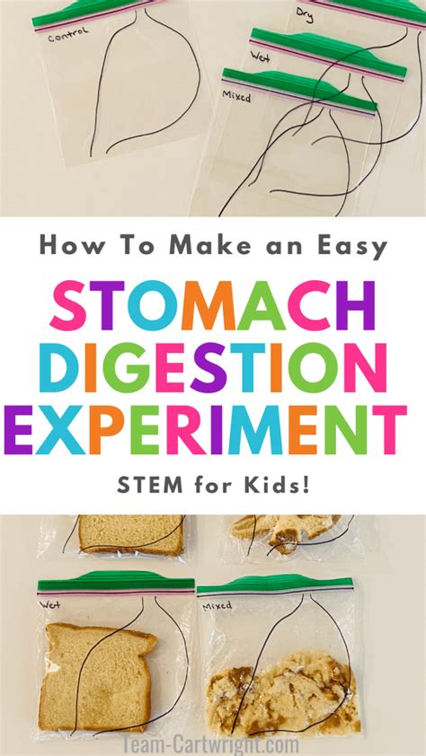 Digestion Experiment for Kids- DIY Stomach Model - Team Cartwright