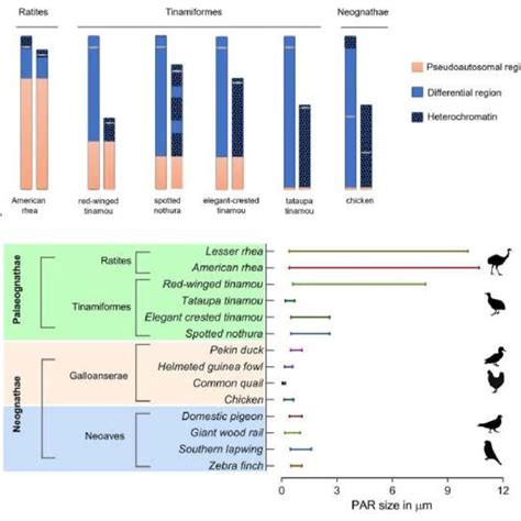 Steps Of The Sex Chromosome Differentiation Among Living Birds A Download Scientific Diagram