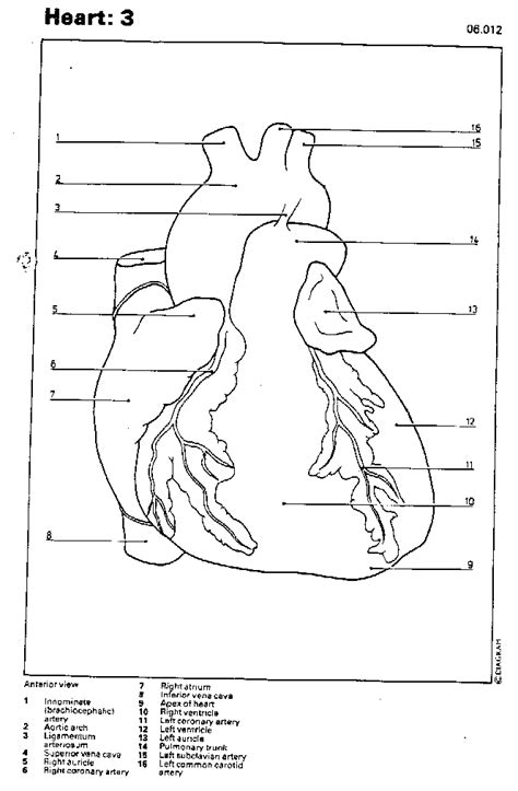 Blank Diagram Of Heart