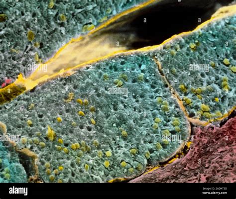 Pituitary Gland Coloured Scanning Electron Micro Graph SEM Of The