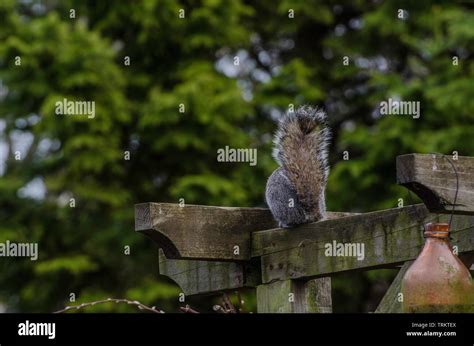 Squirrel On Hanging Bird Feeder Stock Photo Alamy