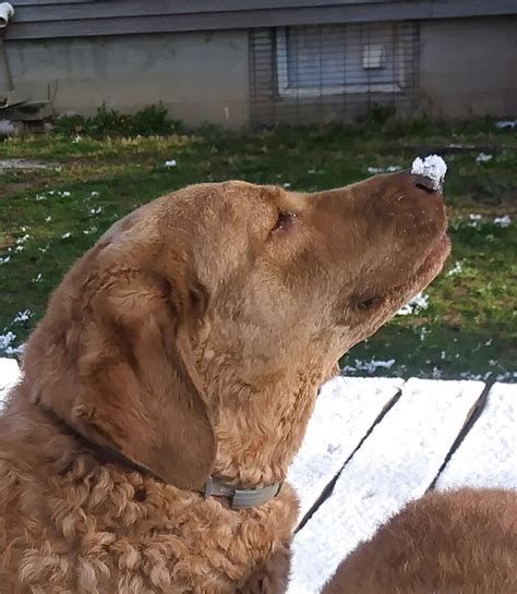 Chesapeake Bay Retriever Golden Retriever Mix