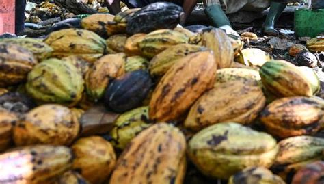 Cacao Precio En El Mundo Seguir A Al Alza Los Beneficios Para El Per