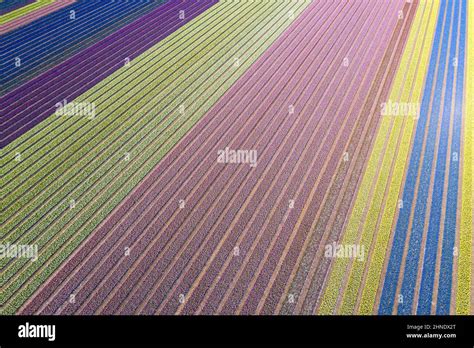 Tulip Fields From Above The Netherlands Stock Photo Alamy