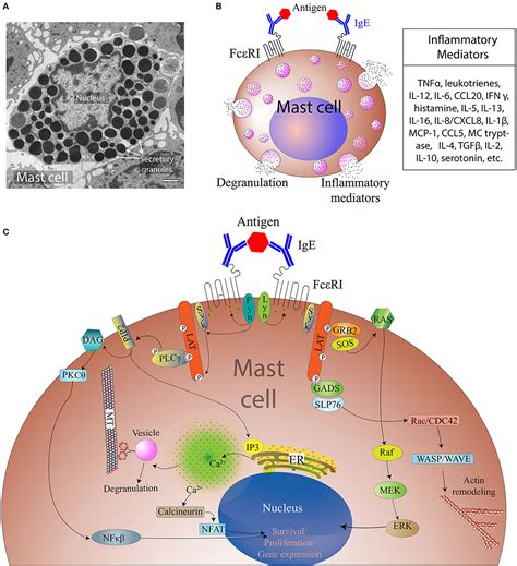 Mast Cell Degranulation And Synthesis