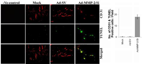 Mmp 2 Inhibition Using Ad Mmp 2 Si Decreased Angiogenesis And Induced Download Scientific