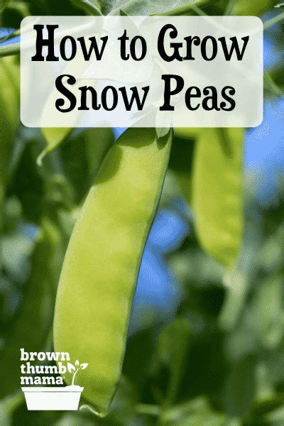 How To Plant And Grow Snow Peas Brown Thumb Mama®