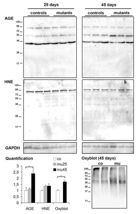 Fig S4 Analysis Of Post Translational Modifications Associated With