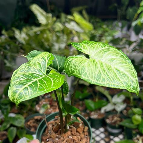 Syngonium Batik Variegated Rare Aroid Pretty In Green