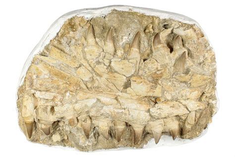 14 Fossil Mosasaur Eremiasaurus Jaws Morocco 242863 For Sale