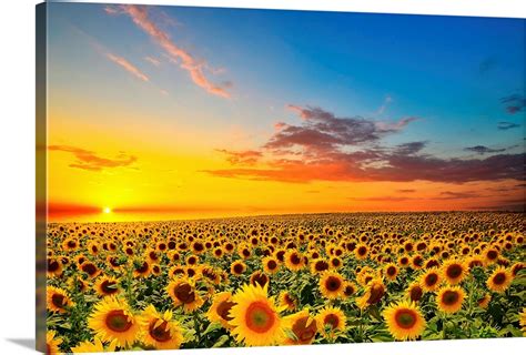 Sunflowers in a field at sunset | Great Big Canvas