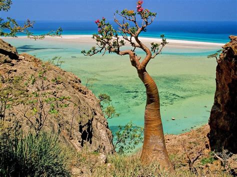 Insula Socotra Insule Exotice Din Toată Lumea