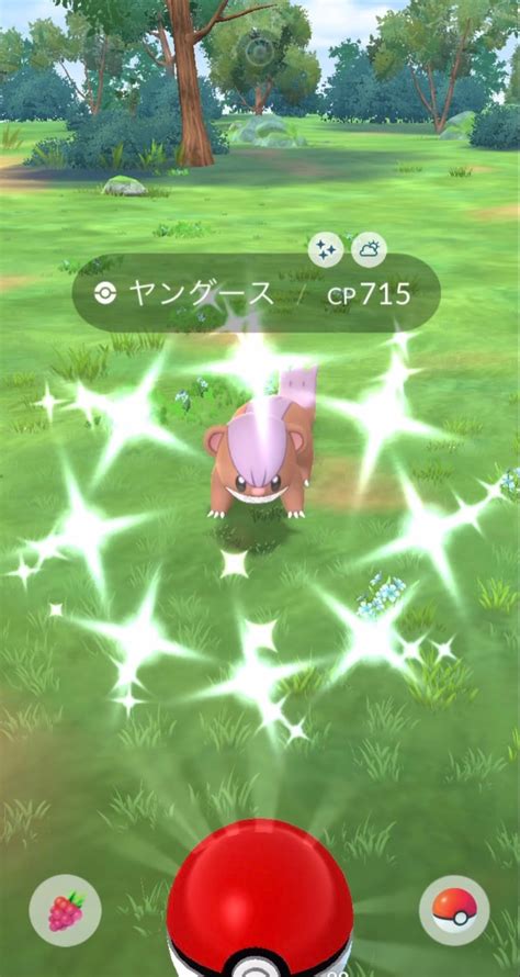 【ポケgo】色ヤングース たまのポケモン日記