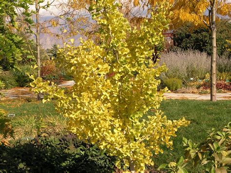 Fairmount Ginkgo