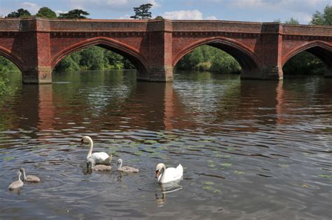 Swans And Clifton Hampden Bridge Philip Halling Cc By Sa 2 0