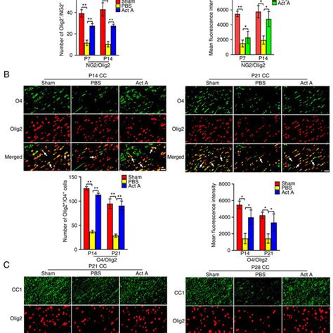 Act A Treatment Promotes Opc Differentiation In Wmi A Representative