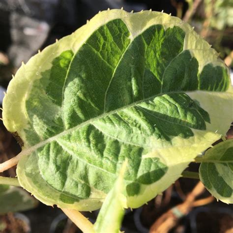 Actinidia Arguta Hokey Pokey® Kiwai À Lombre Des Figuiers