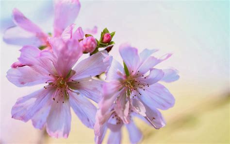 26 Prachtige Lente Achtergronden Mooie Leuke Achtergronden Voor Je