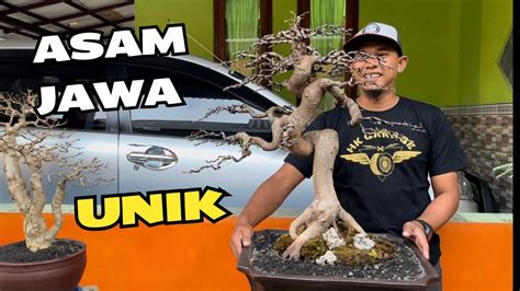 Cek Harga Bonsai Di Mas Reza Kempas Kempis Youtube