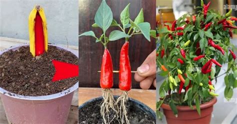 Spice Up Your Home Tips For Growing Chili Peppers In Tomatoes And