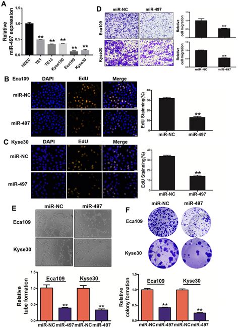 MicroRNA 497 Slows Esophageal Cancer Development And Reverses