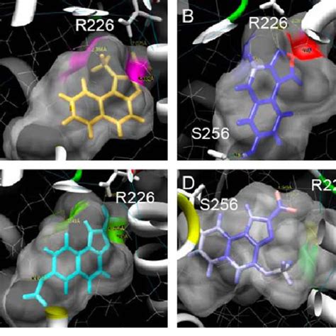 Modeling Of Compound And In The Ligand Binding Pocket Of