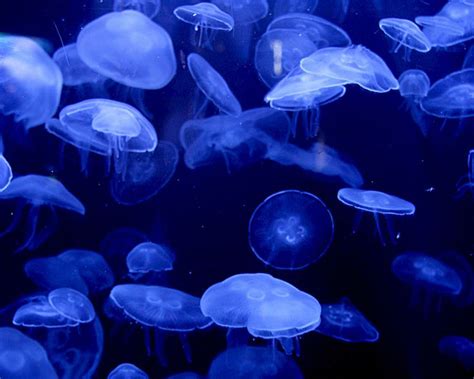 Audubon Aquarium | Blue jellyfish, Underwater creatures, Sea creatures