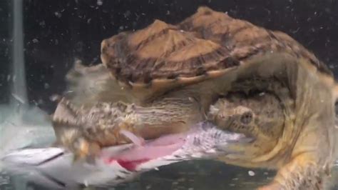 Ferocious Snapping Turtle Rips Open Snake Fish Snapping Turtle Eats