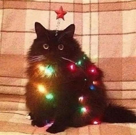 Pin By On Icons Christmas Cat Memes Funny Cute Cats Christmas Cats