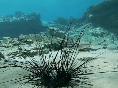 La Extinci N De Los Erizos De Mar En El Mar Rojo Pone En Riesgo Los Corales